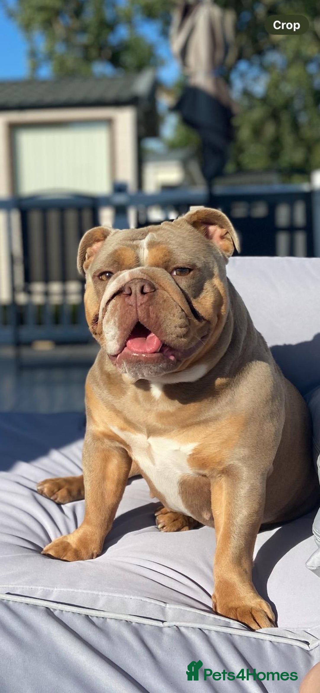 English Bulldog dogs for sale: Beautiful Female Merle English Bulldog Puppy - Advert 8