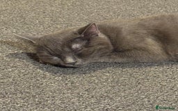 Domestic Shorthair cats for sale: 2 gorgeous kittens for sale - Image 3