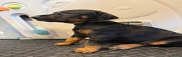 Dobermann dogs for sale: Litter of 9 beautiful Doberman puppies - Advert 17