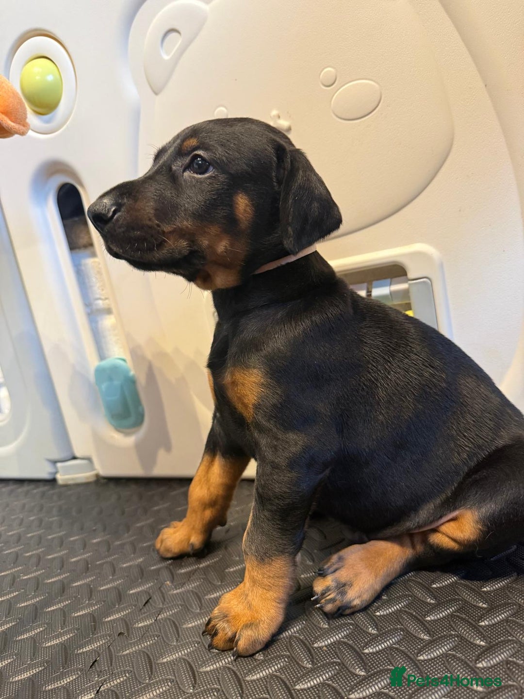 Dobermann dogs for sale: Litter of 9 beautiful Doberman puppies - Advert 17