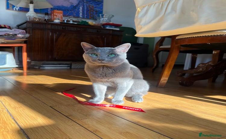 Russian Blue cats in London - Advert 4