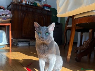 Russian Blue cats in London - Advert 6