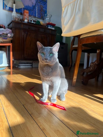 Russian Blue cats PURE RUSSIAN BLUE STUD in London - Advert 3