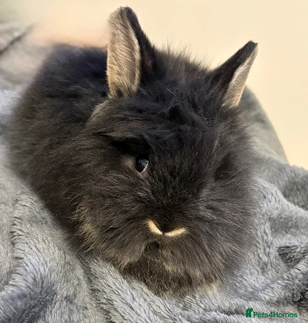 Lionhead rabbits for sale: Pure Bred Double Maned Lionhead babies   - Advert 12
