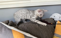 Bengal cats for sale: Beautiful soft silver girl TICA reg - Image 3