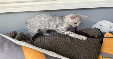 Bengal cats - Advert 14