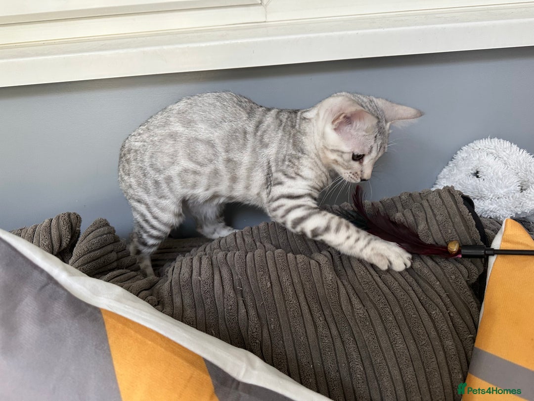 Bengal cats for sale: Beautiful soft silver girl TICA reg - Image 3