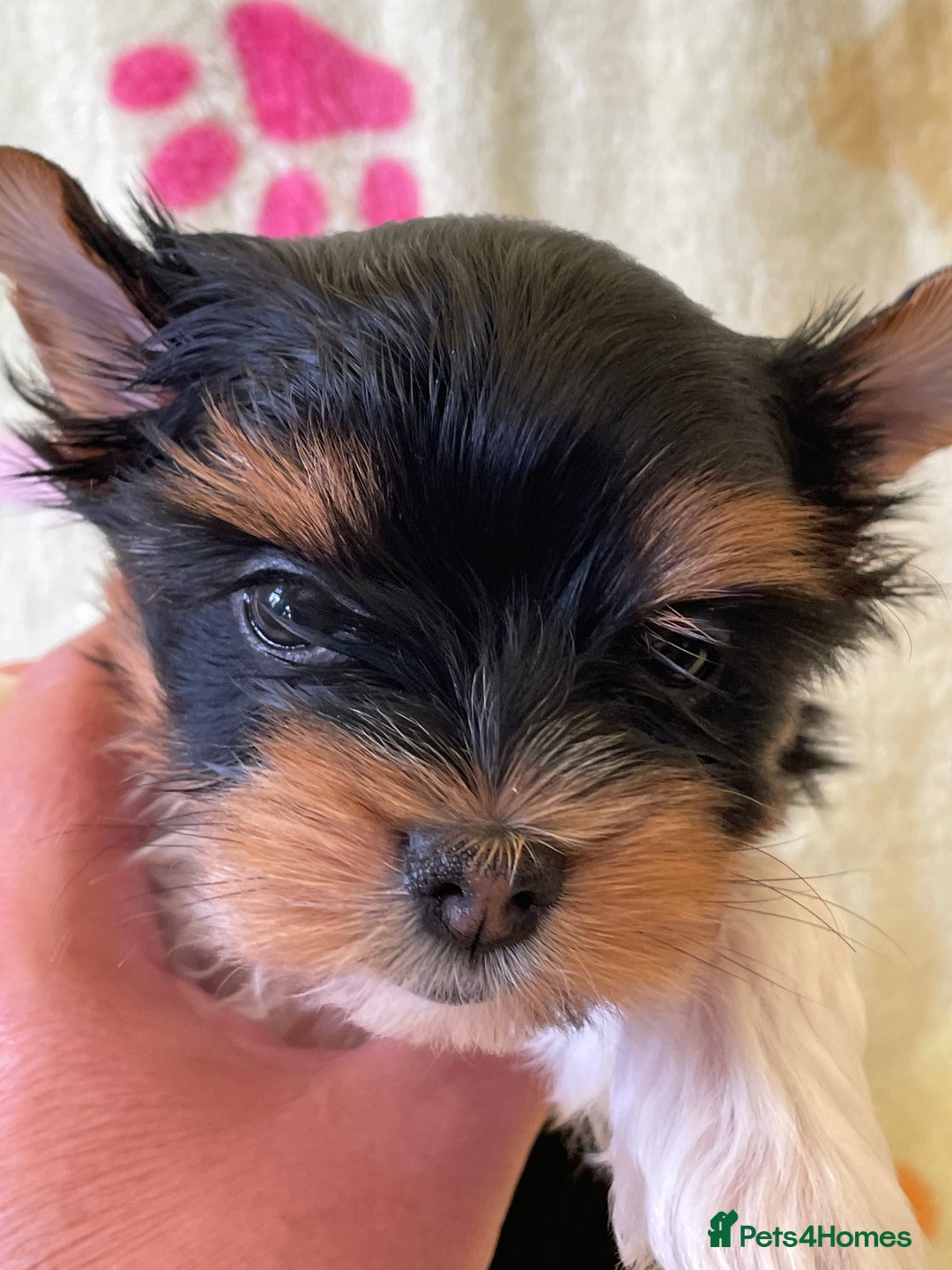Yorkshire Terrier dogs for sale: York puppies for sale - Image 32