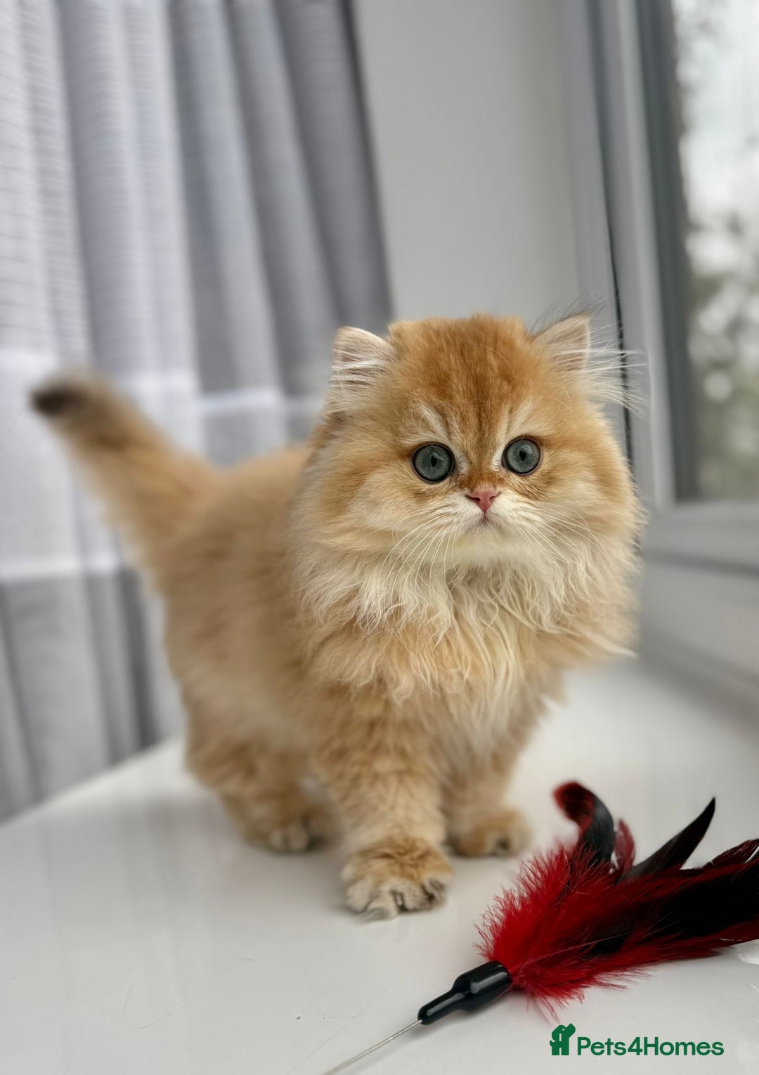 British Longhair cats for sale: Chocolate golden Chinchilla By 12 longhair - Advert 7