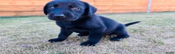Labrador Retriever dogs for sale: KC Registered Labrador Puppies 🐾🐾🐾 - Advert 8