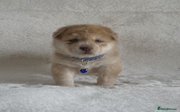 Chow Chow dogs for sale: Exotic colour chowsky puppies for sale  - Image 15