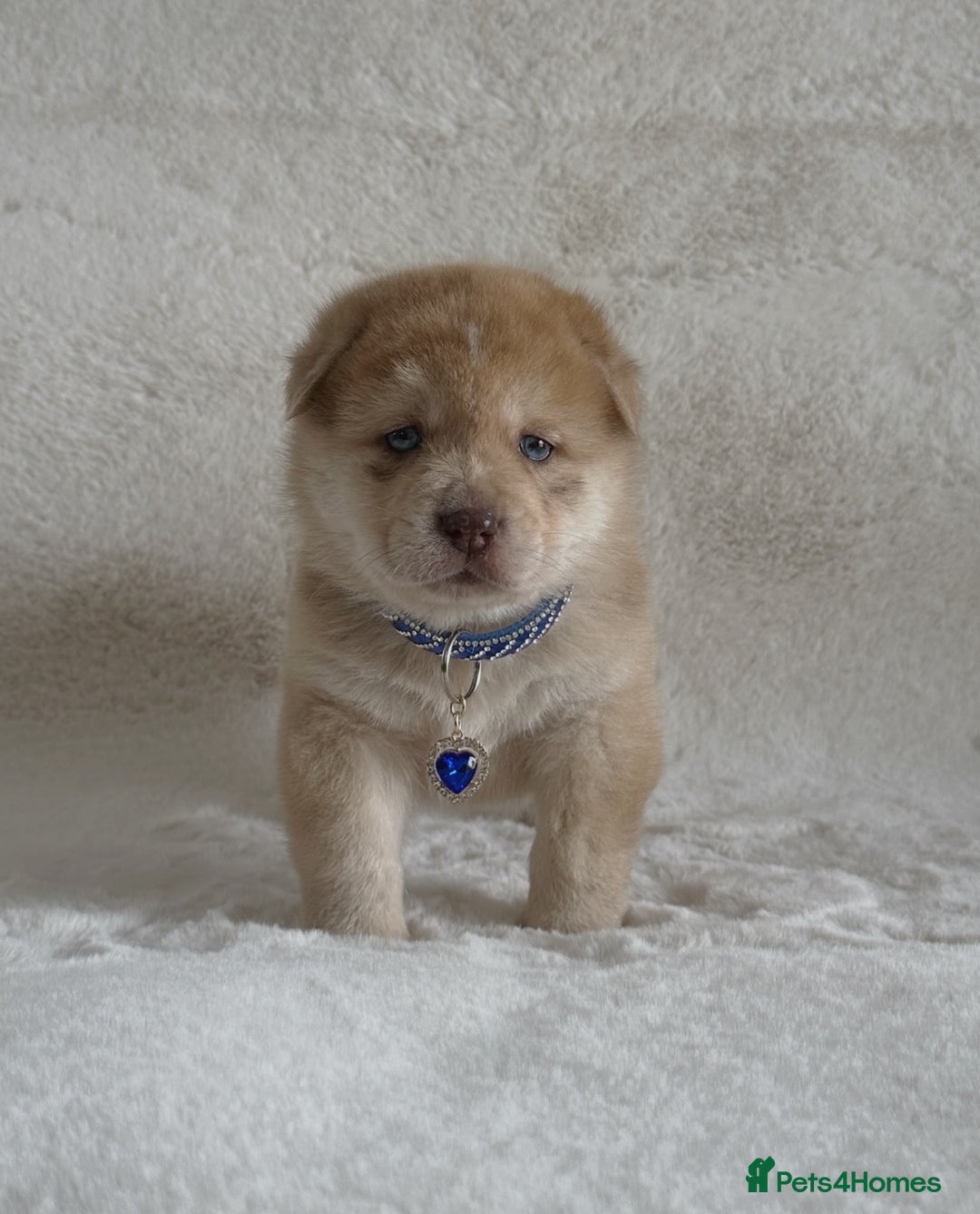 Chow Chow dogs for sale: Exotic colour chowsky puppies for sale  - Image 15
