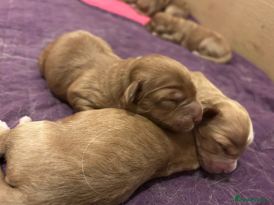 Mixed Breed dogs for sale: Tollerdoodle - Advert 4