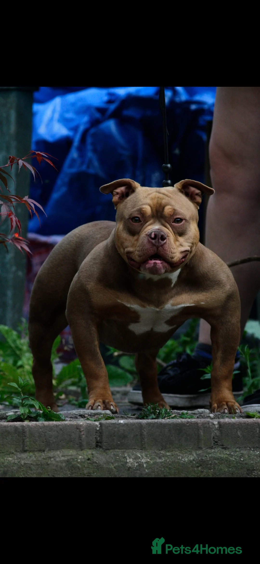 American Bully dogs for sale: Chocolate tri female  - Advert 1