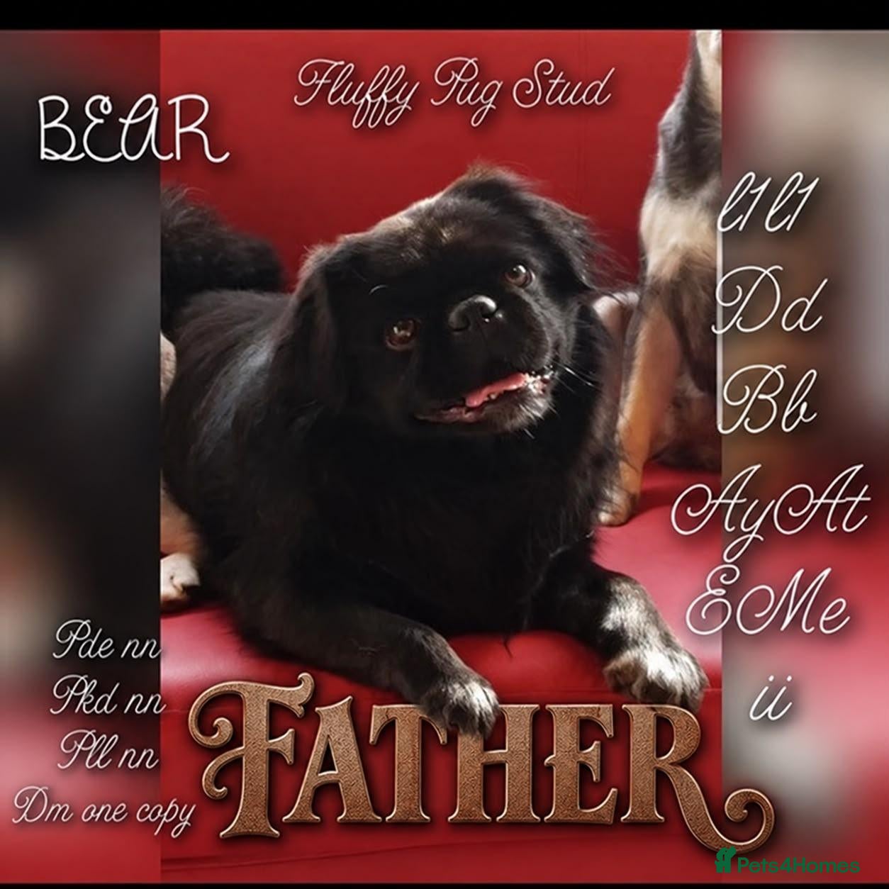 Pug dogs Very Rare long legged fluffy pugs - Advert 2