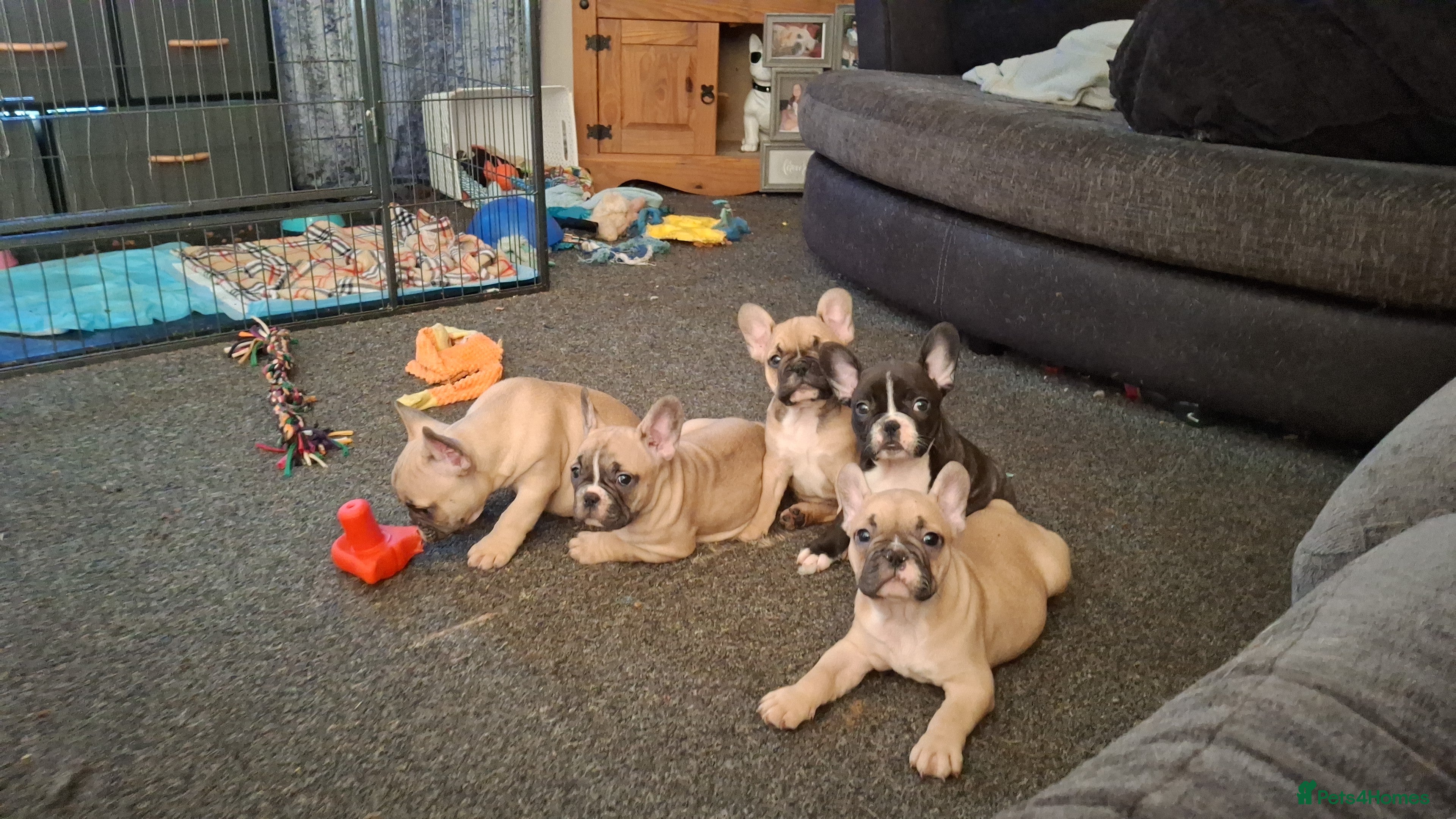 French Bulldog dogs We have 5 frenchies ready to go 12 june - Advert 9