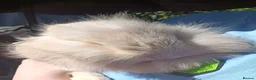 Mixed Breed rabbits for sale: Baby rabbit  - Advert 2