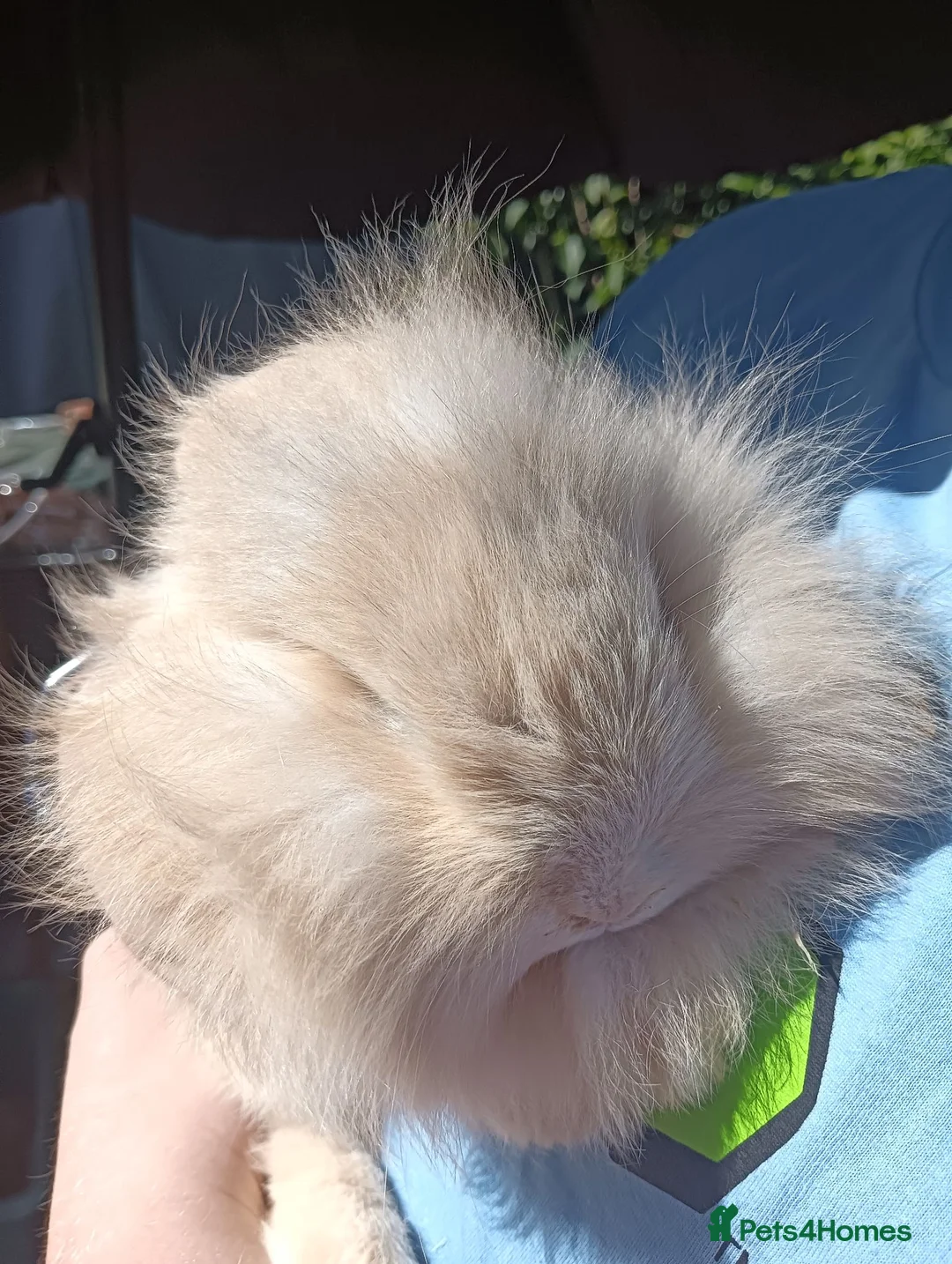Mixed Breed rabbits for sale: Baby rabbit  - Advert 2