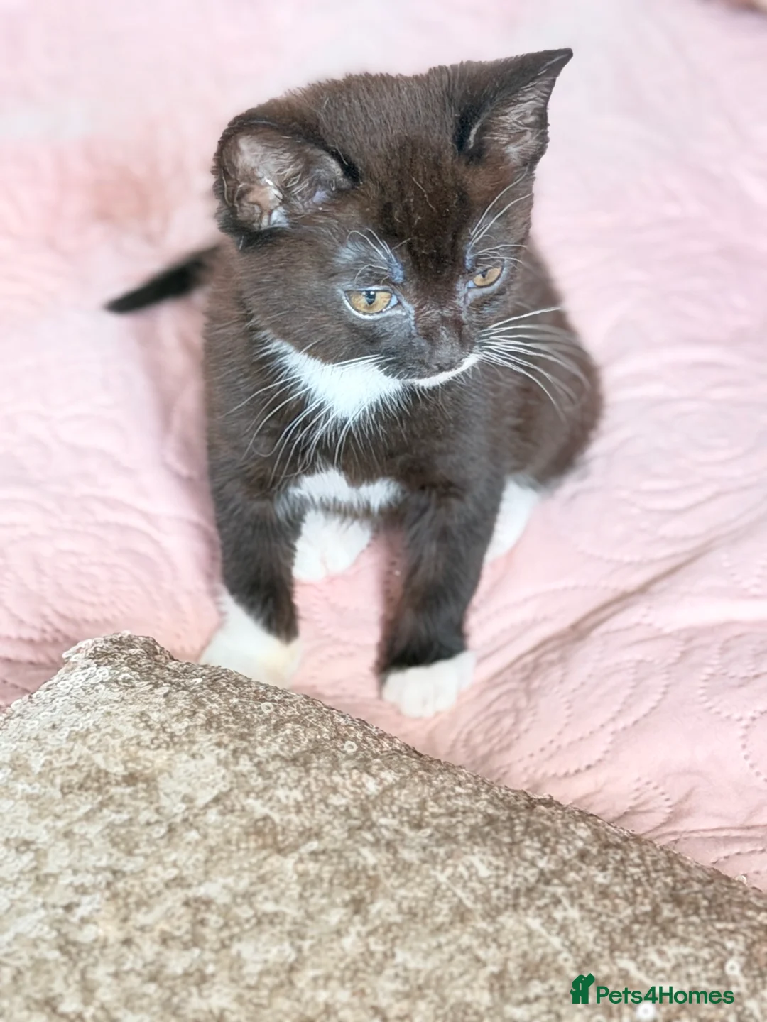 British Shorthair cats for sale: Purr-fect  **  Kittens Ready for new home - Advert 34