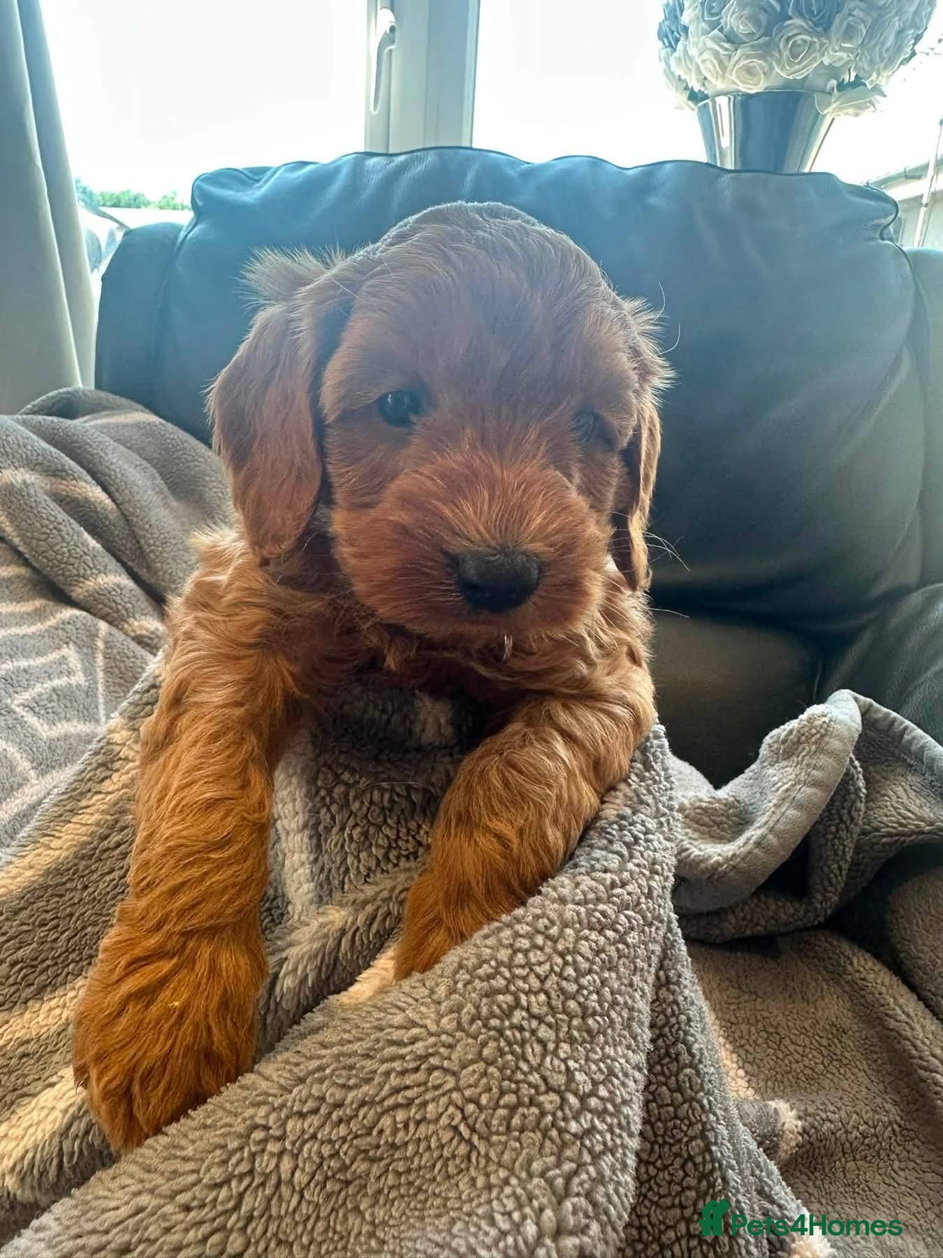 Cockapoo dogs F1b outstanding cockapoo fully  health tested - Advert 10