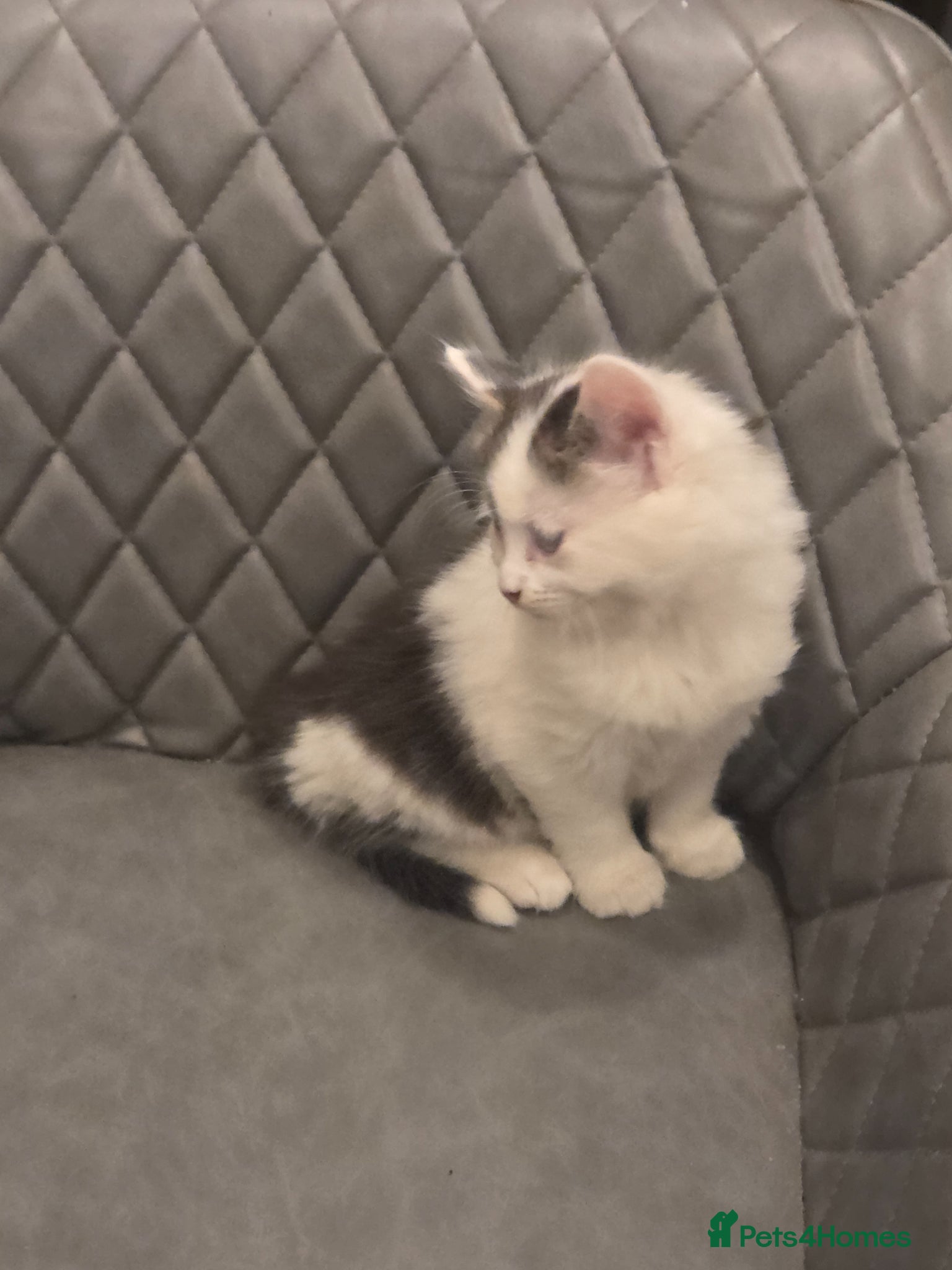Mixed Breed cats Maincoon x British shorthair  - Advert 2