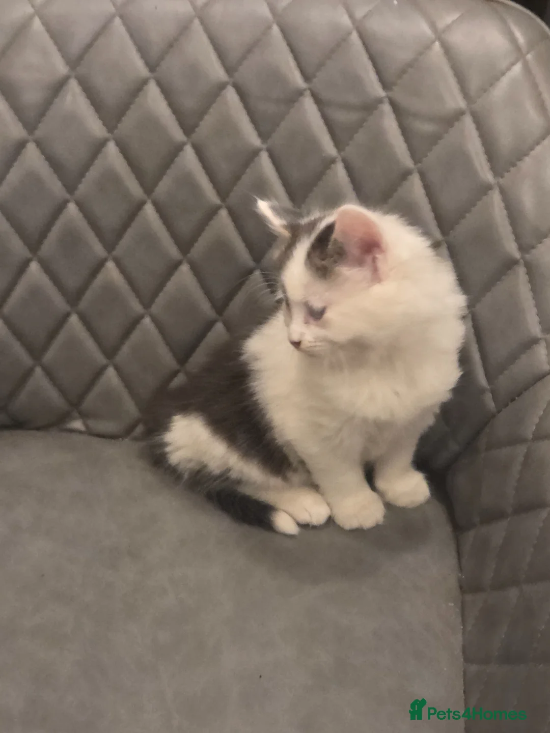 Mixed Breed cats for sale: Maincoon x British shorthair  - Advert 1