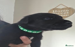 Mixed Breed dogs for sale: Adorable puppies for sale!  - Image 28