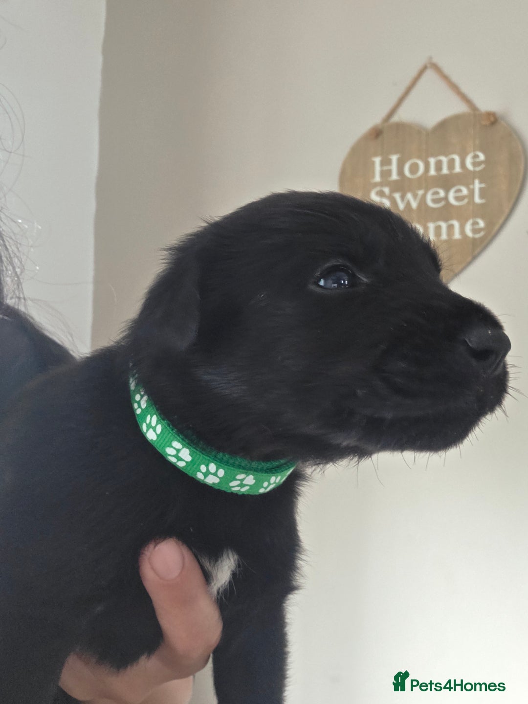 Mixed Breed dogs for sale: Adorable puppies for sale!  - Image 28