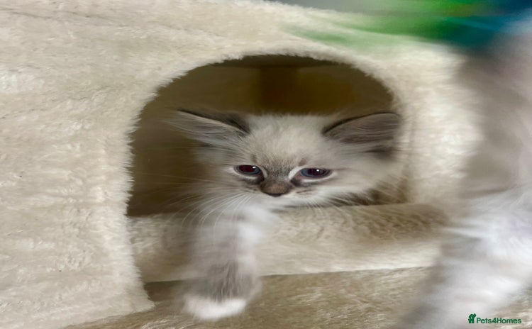 Siberian cats - Advert 2