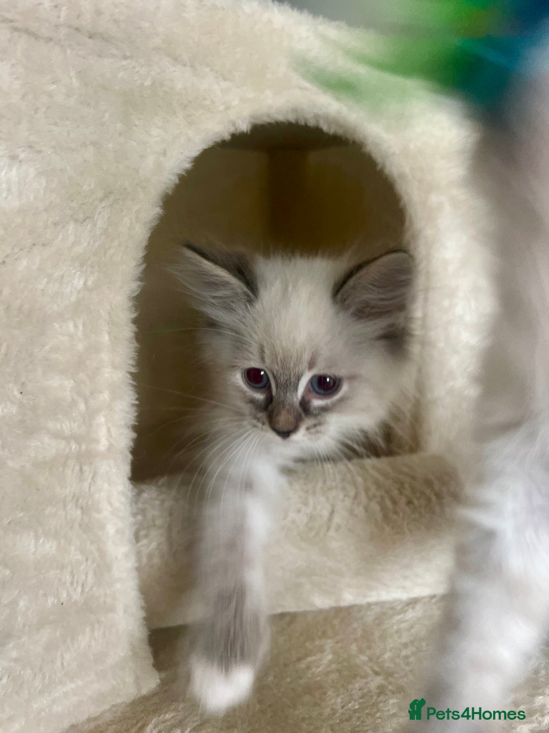 Siberian cats for sale: Hypoallergenic Female Siberian Blue eyes Neva - Advert 1