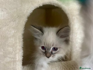 Siberian cats Hypoallergenic Female Siberian Blue eyes Neva - Advert 2