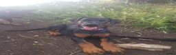 Dobermann dogs for sale: Adorable Doberman puppies  - Advert 25