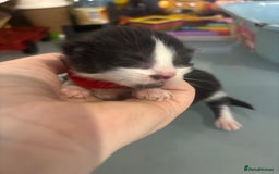 British Shorthair cats for sale: X2 female British shorthaired cross kittens - Image 12