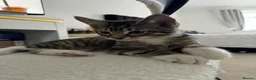 Abyssinian cats for sale: 2/6 LEFT - Abyssinian Bengal Kittens!!! - Advert 2