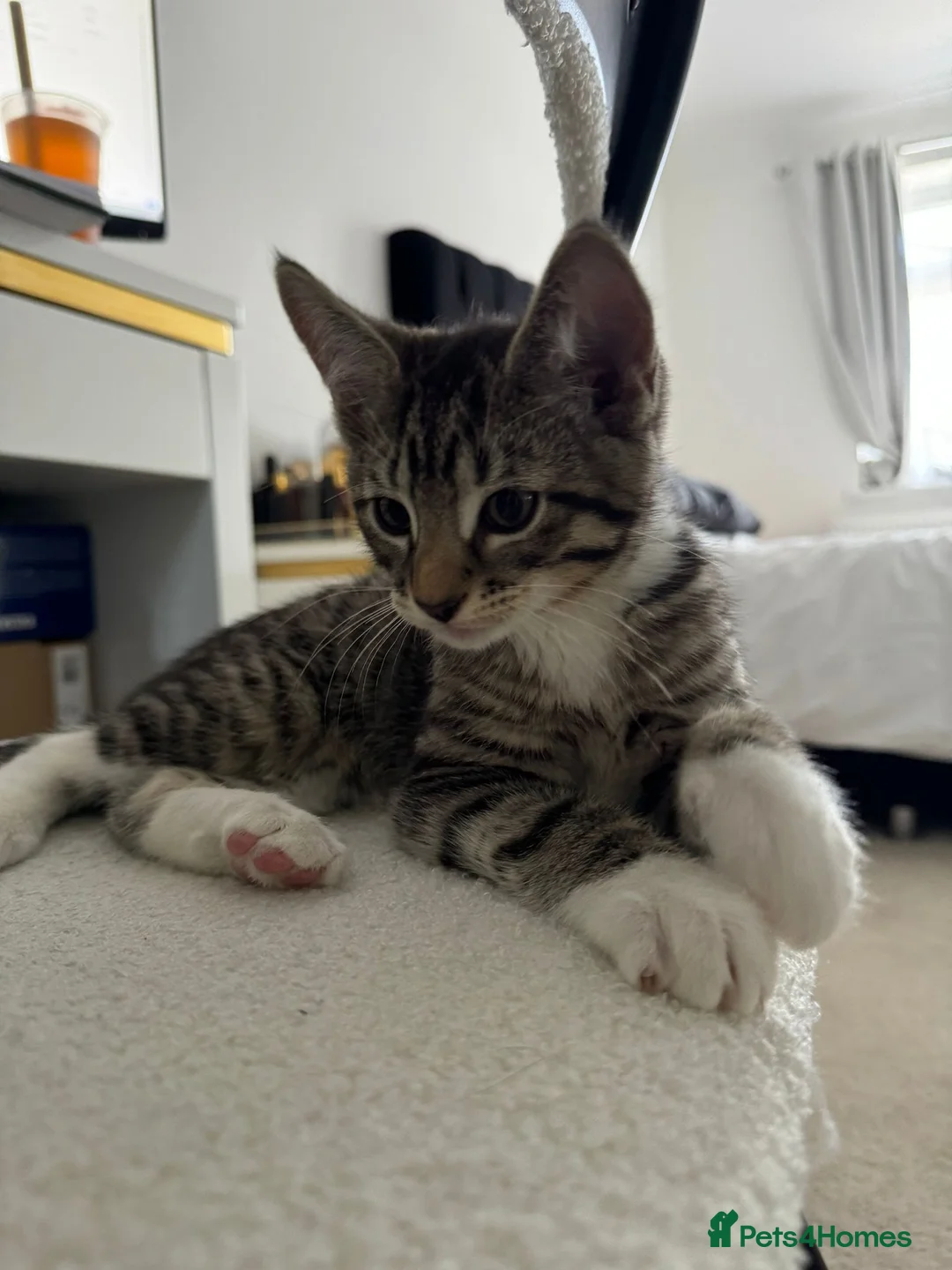 Abyssinian cats for sale: 2/6 LEFT - Abyssinian Bengal Kittens!!! - Advert 2