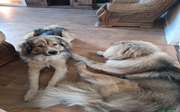 Caucasian Shepherd Dog dogs for sale: Caucasian shepherd - Image 1