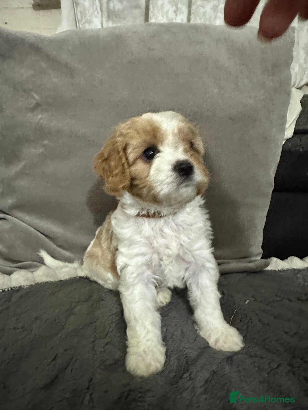 Cavapoo dogs for sale: Six cavapoo puppies F2( d.o.b. 23.10.2025) - Advert 19