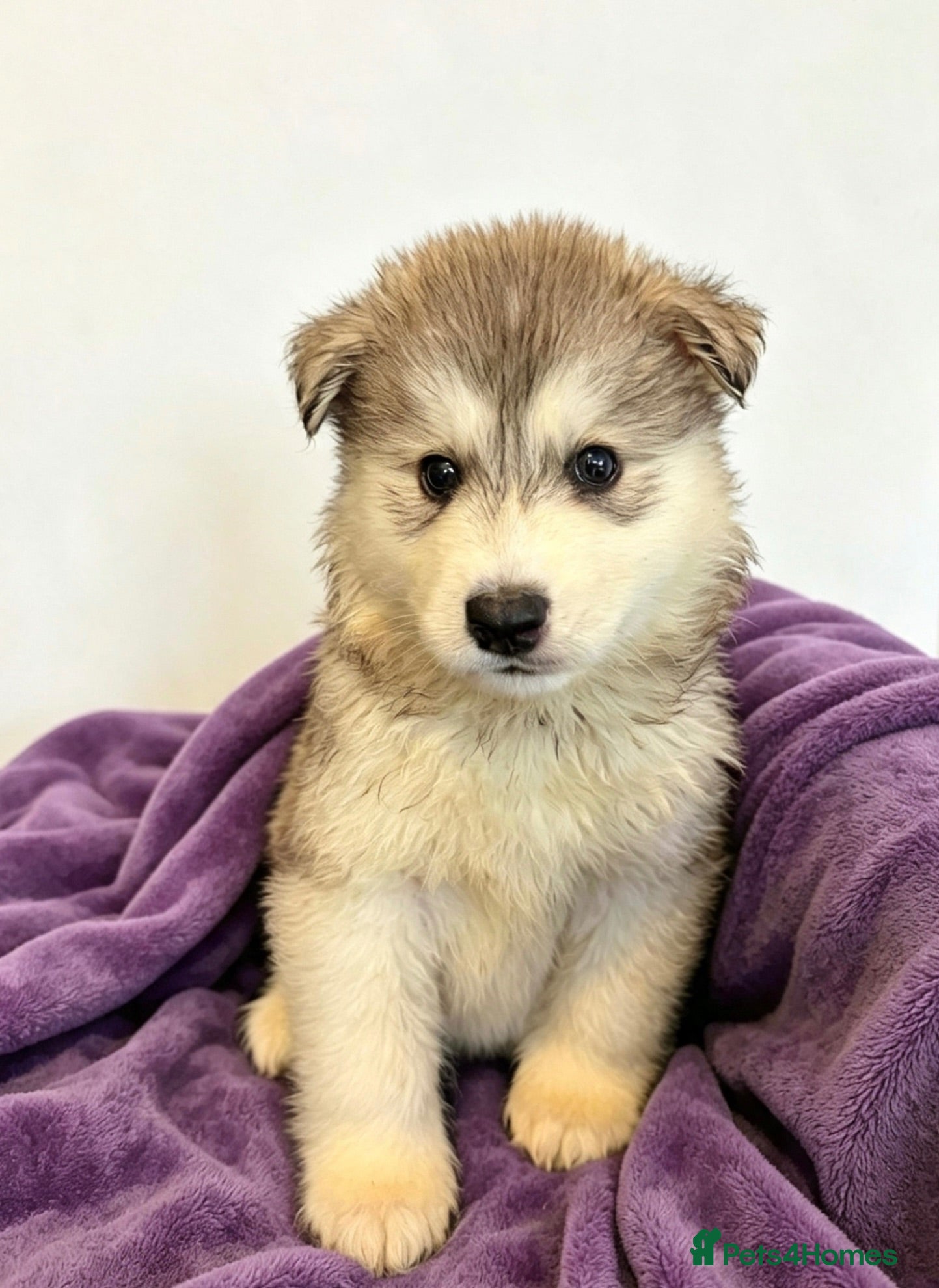 Siberian Husky dogs Siberian Husky **3/8 left. Due to go in two weeks - Advert 2