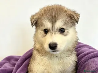 Siberian Husky dogs Siberian Husky **3/8 left. Due to go in two weeks - Advert 2