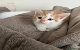 Mixed Breed cats for sale: Beautiful Kittens for sale - Image 3