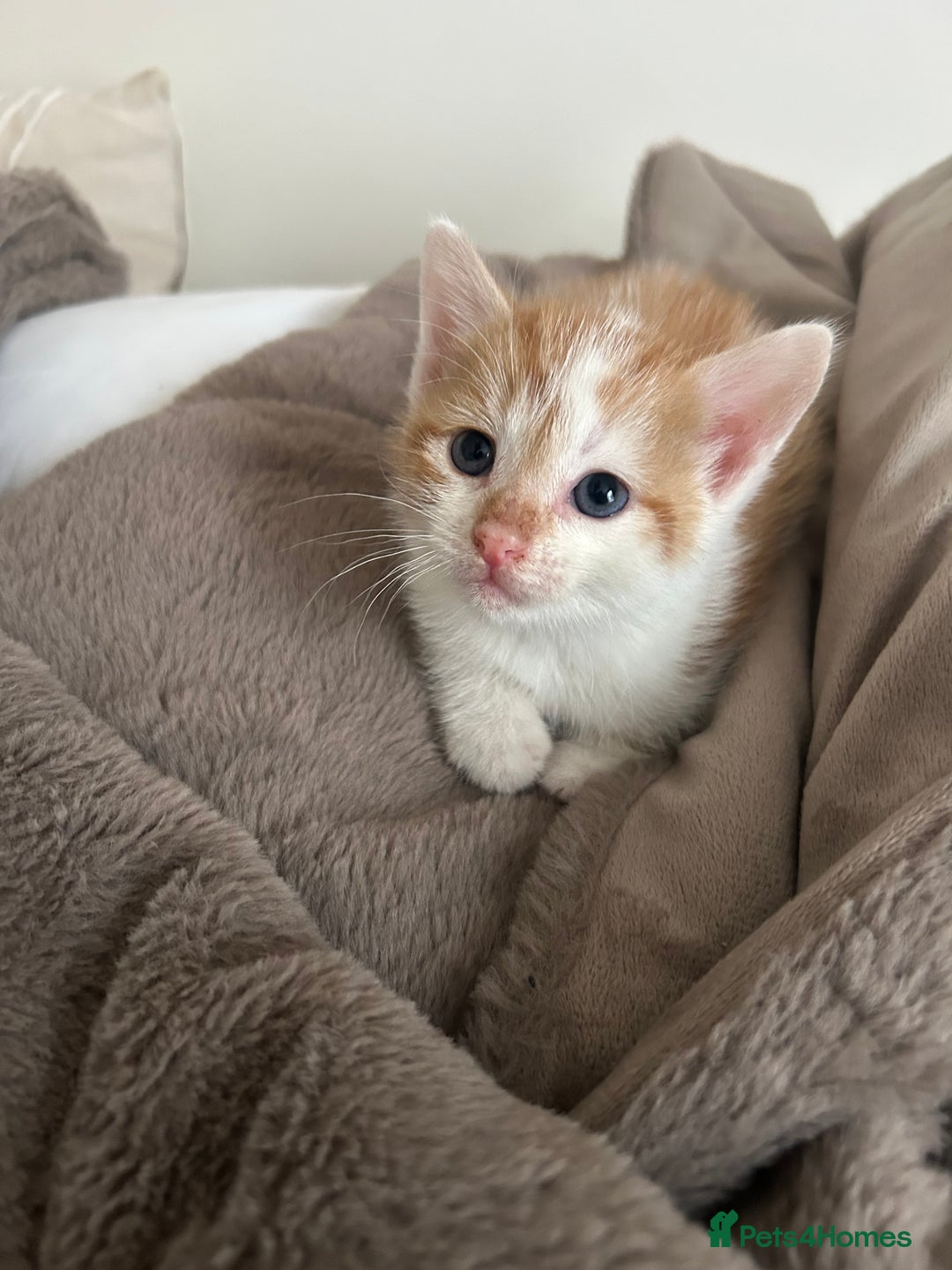 Mixed Breed cats for sale: Beautiful Kittens for sale - Image 3