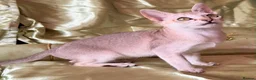 Singapura cats for sale: Rare Breed Singapura Kitten - Advert 10