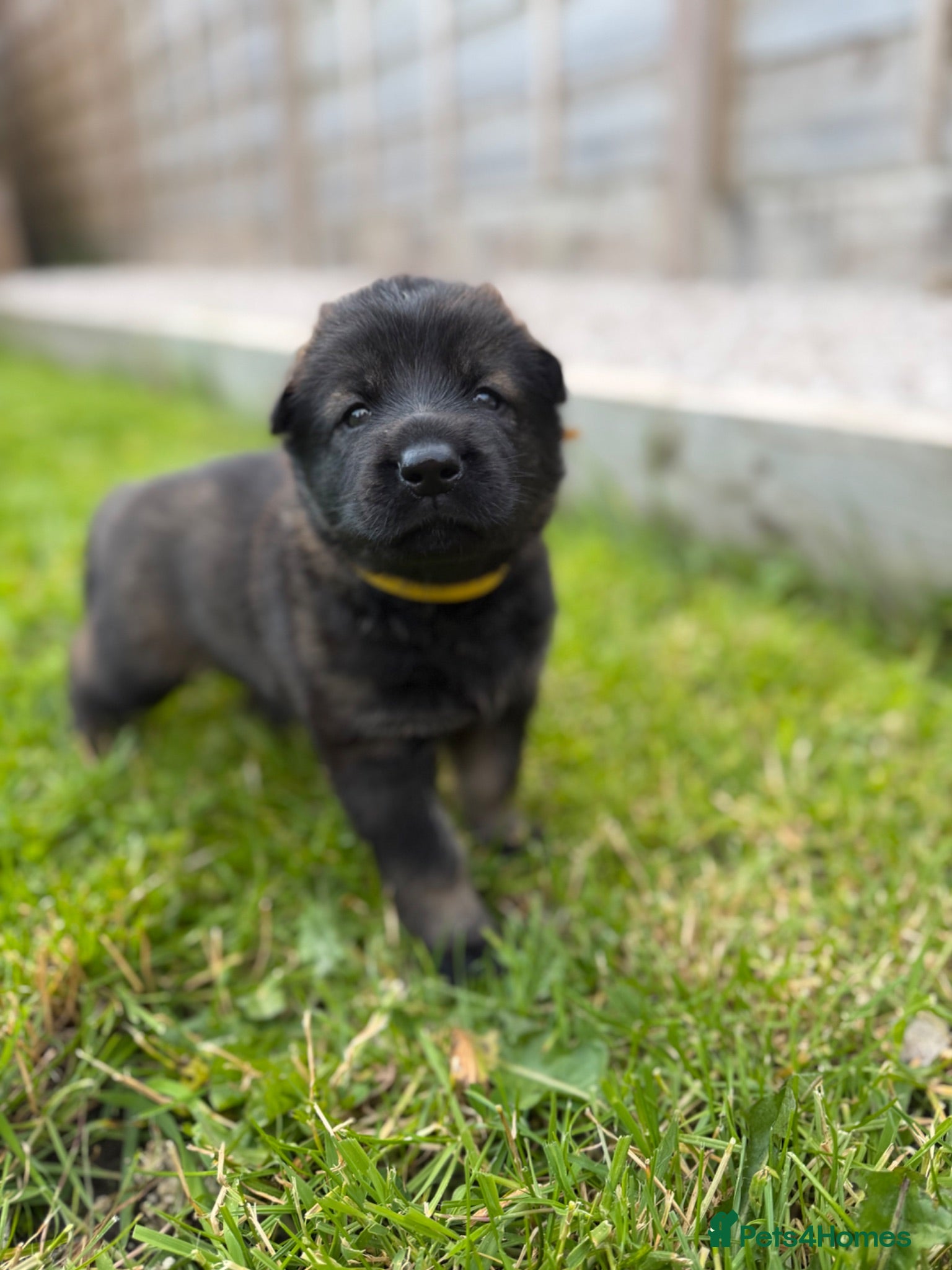 German Shepherd dogs 🐾 German Shepherd Puppies – ready 18th July - Advert 16