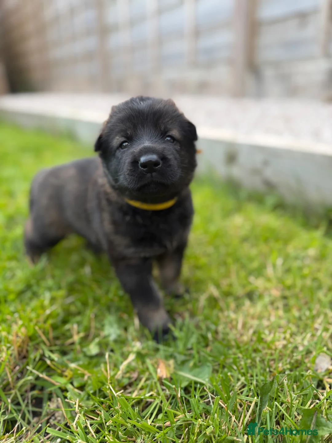 German Shepherd dogs for sale: 🐾 German Shepherd Puppies – ready 18th July - Advert 1