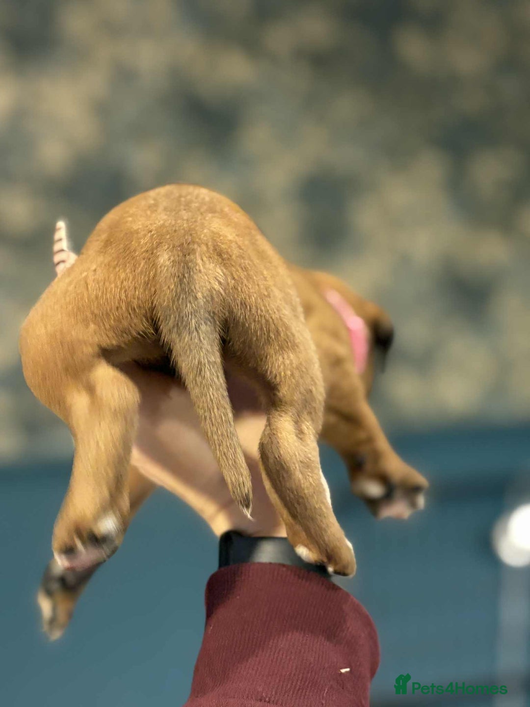 Boxer dogs for sale: ** 1 left*Beautiful bobtail & longtail kc boxer  - Advert 19