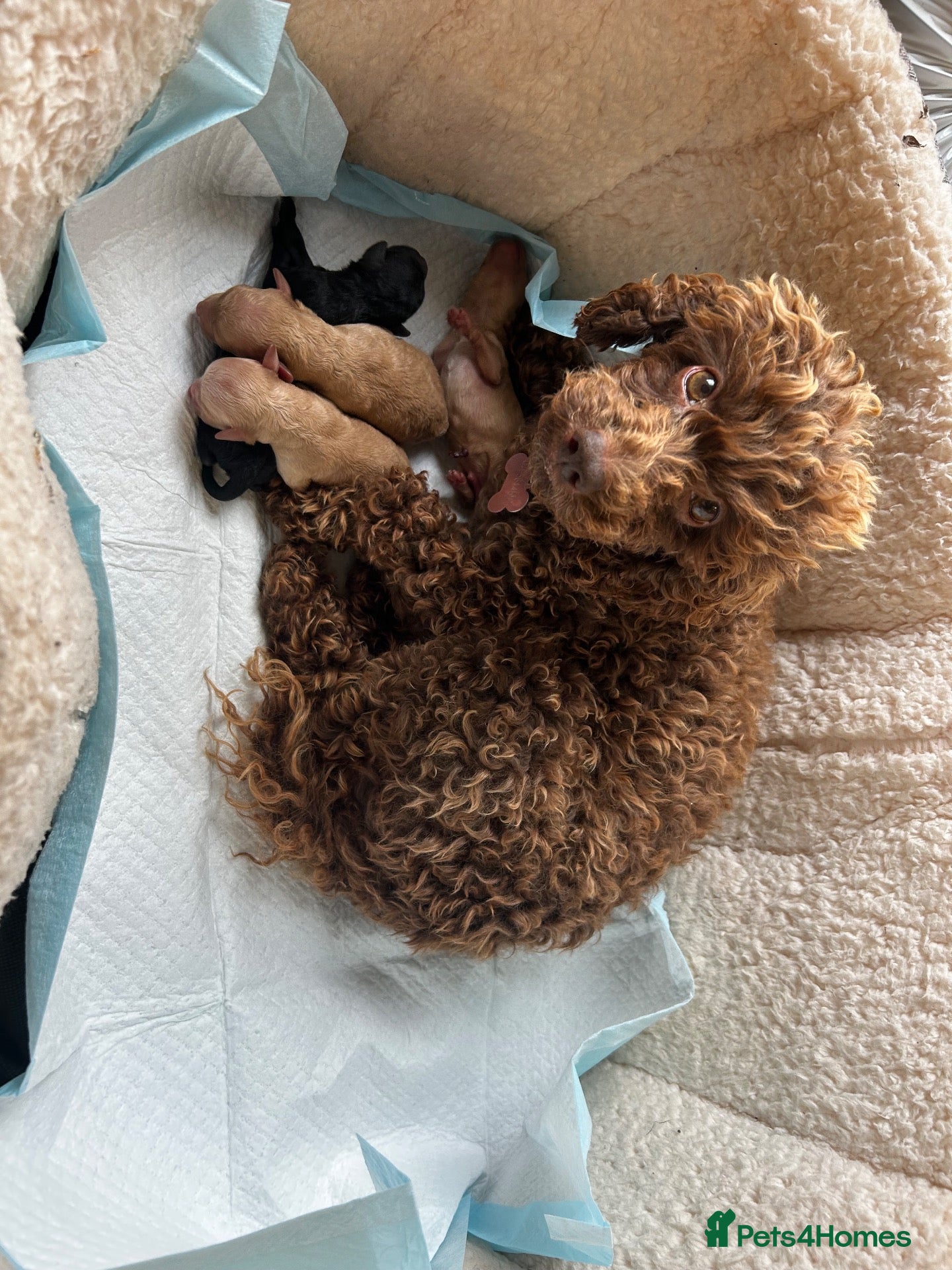 Miniature Poodle dogs Miniature poodles - Advert 4