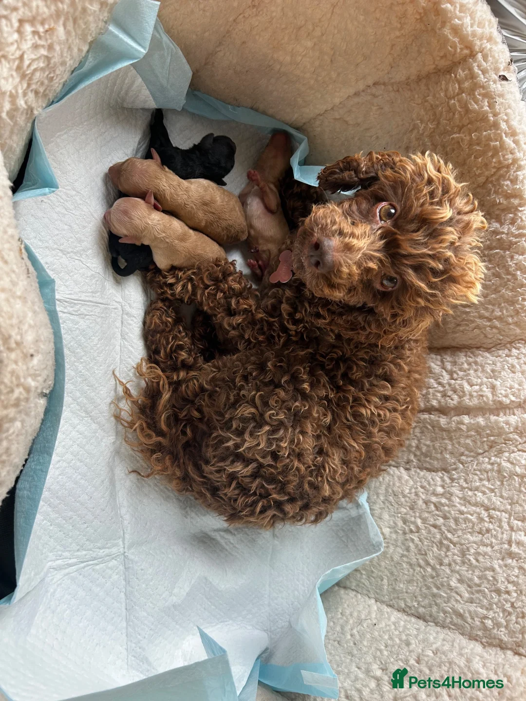 Miniature Poodle dogs for sale: Miniature poodles in Maldon - Advert 1