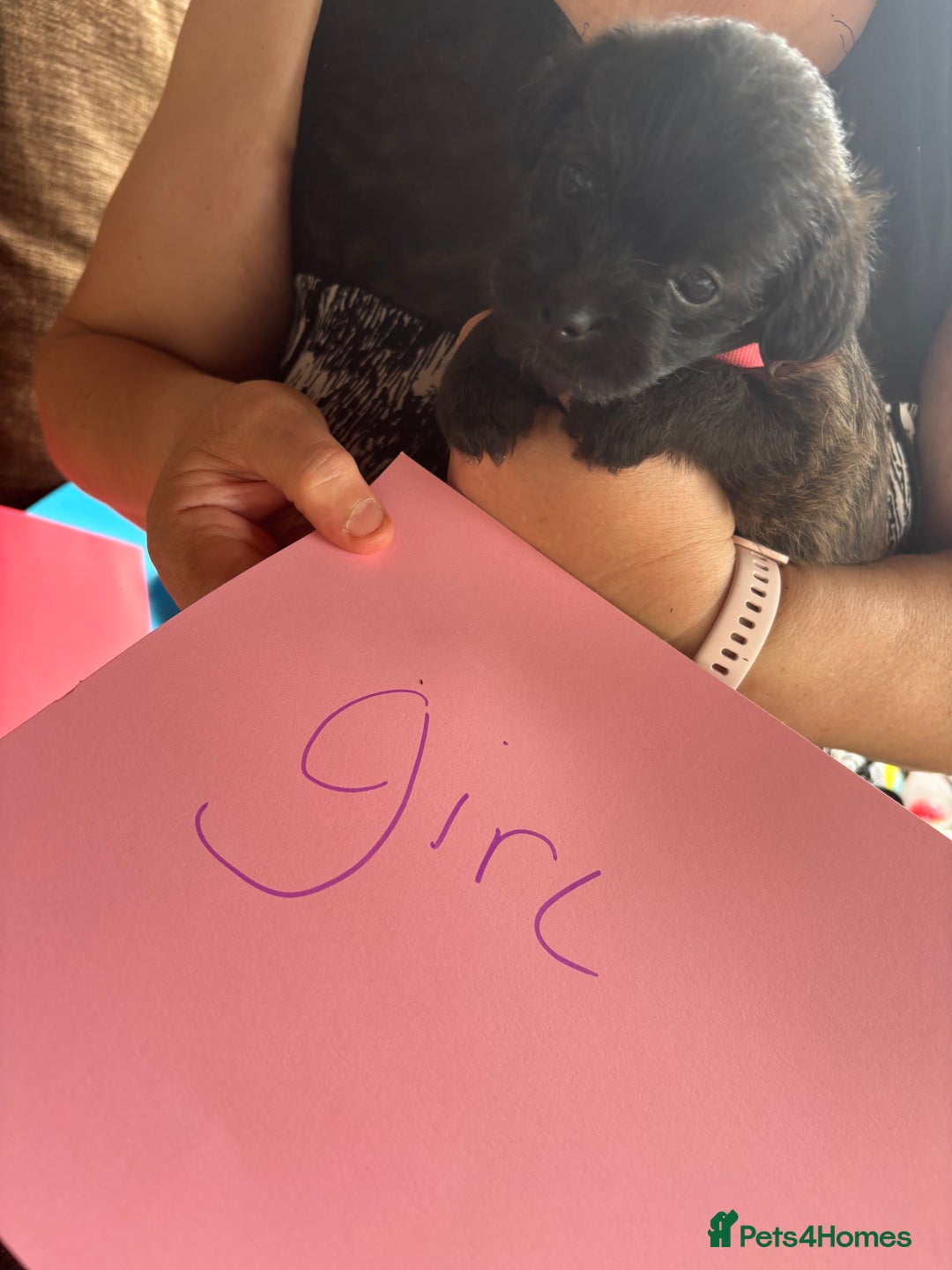 Mixed Breed dogs for sale: Norfolk terrier cross by toy poodle - Image 16