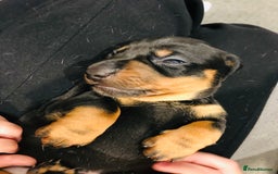 Miniature Dachshund dogs for sale: 4 beautiful miniature dachshunds 4 weeks old - Image 6