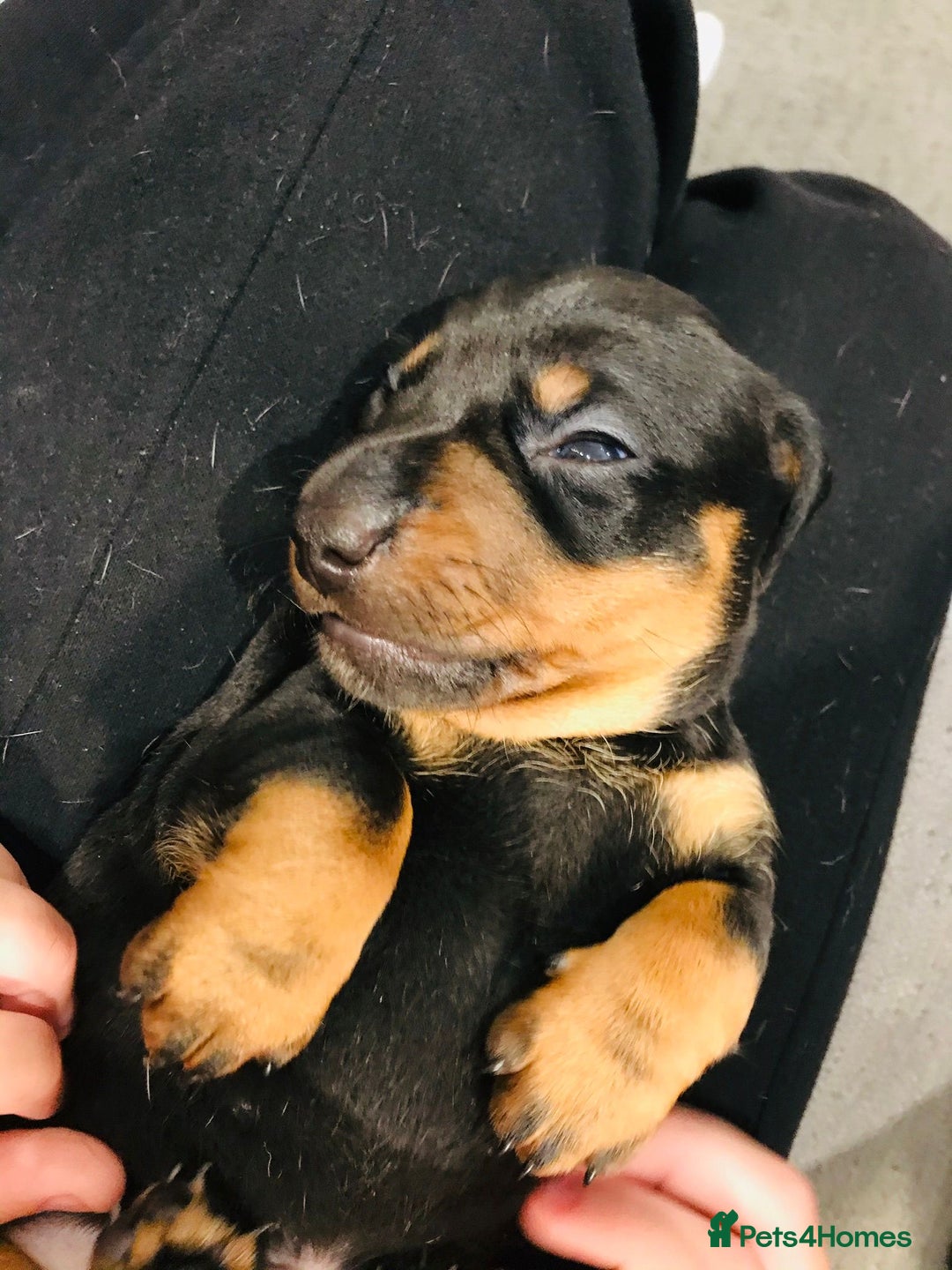 Miniature Dachshund dogs for sale: 4 beautiful miniature dachshunds 4 weeks old - Image 6